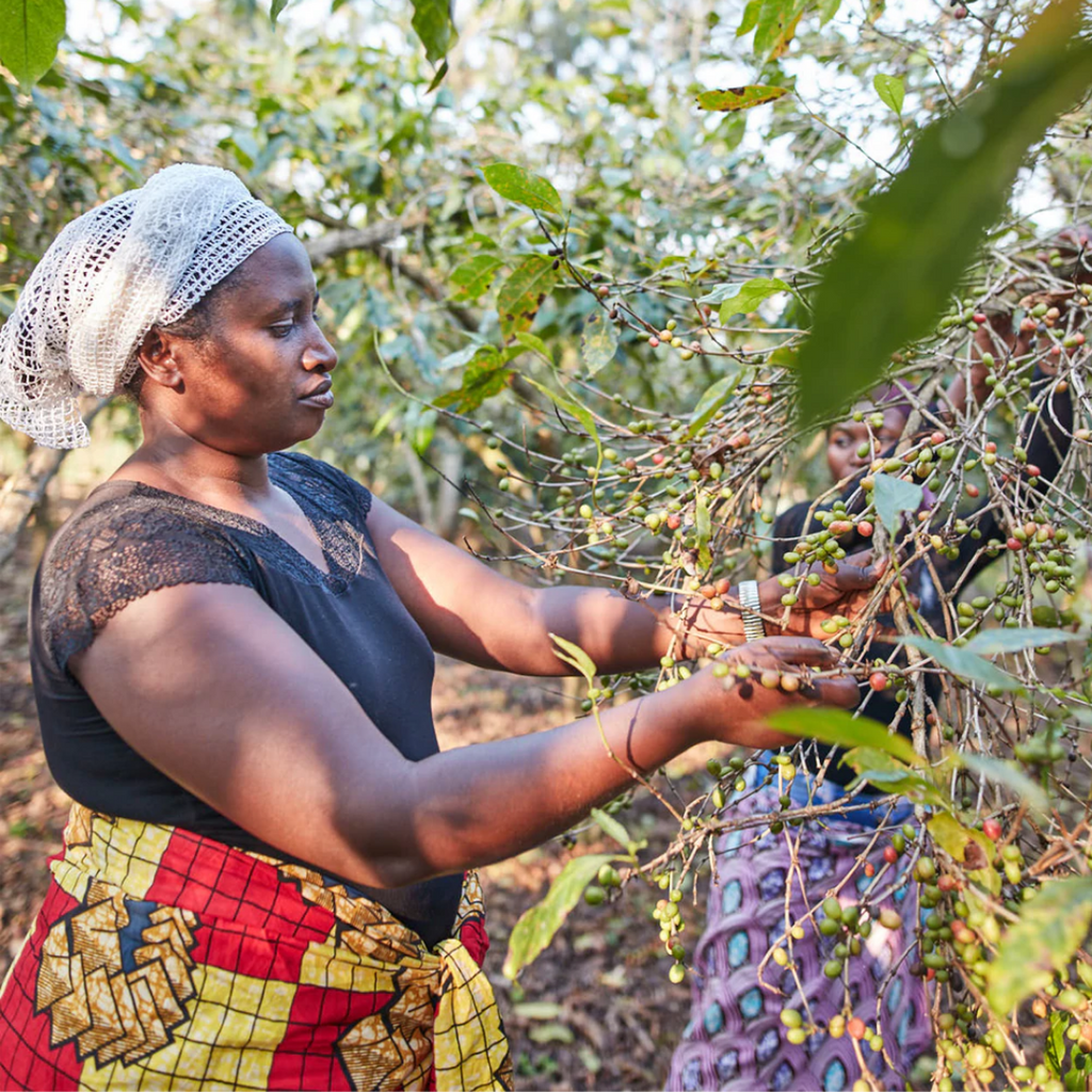 Coffee: The Journey From Mountainside to Mug